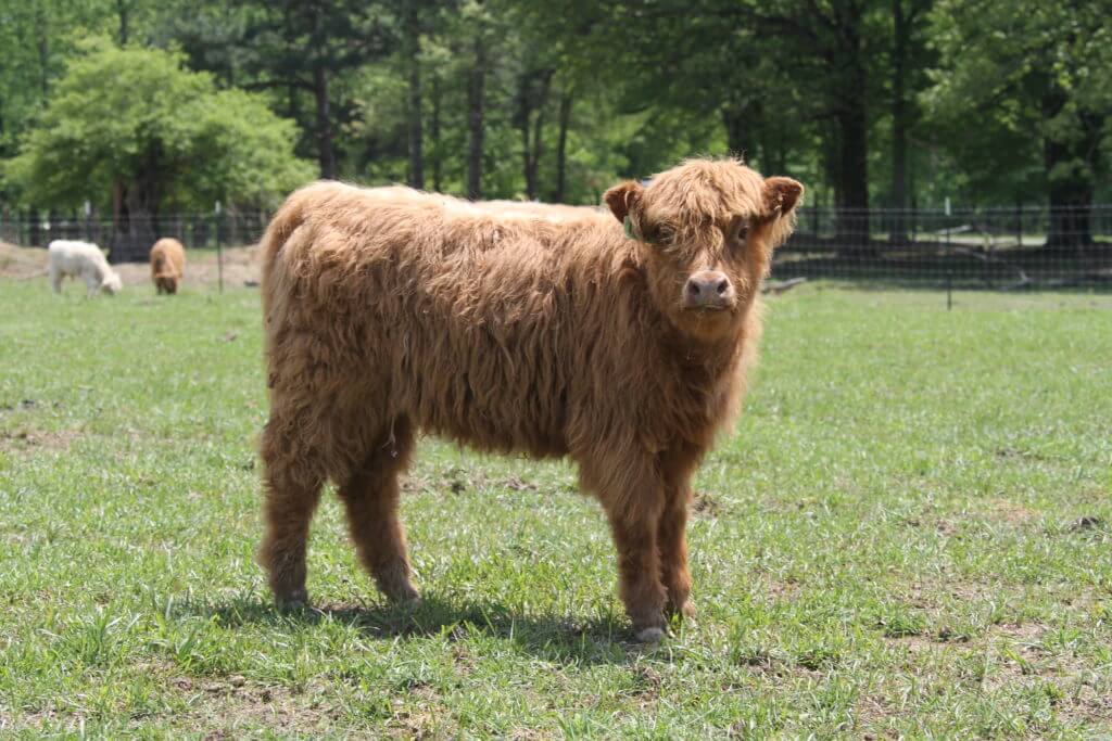 17G SOLD Gleann Brook Acres Scottish Highland Cattle