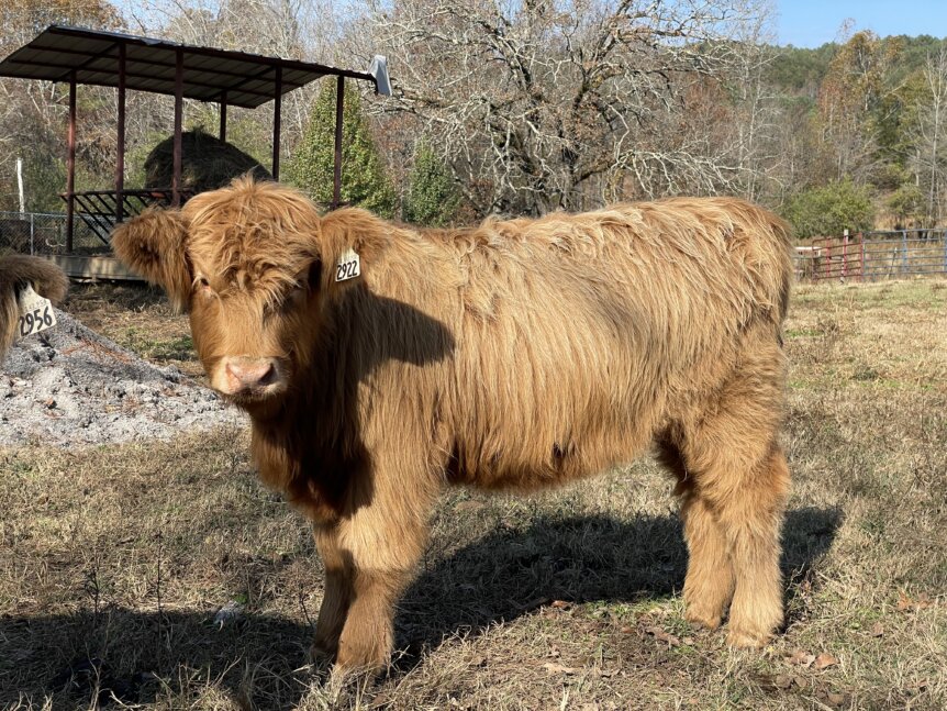 Kay R Cattle Kayleigh of Lyon’s Pride #22K | Gleann Brook Acres Scottish Highland Cattle